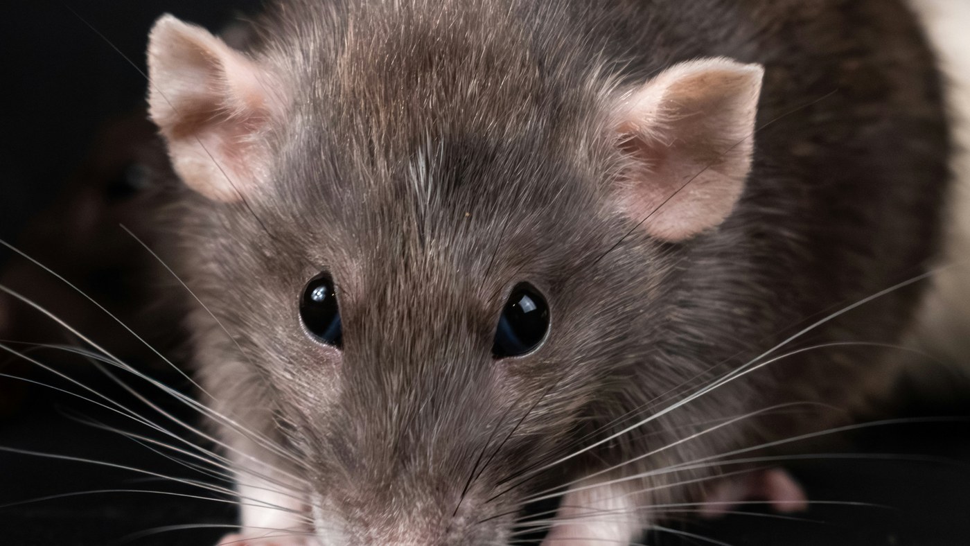 Rats à Paris : pourquoi les candidats ne peuvent pas ignorer ce problème